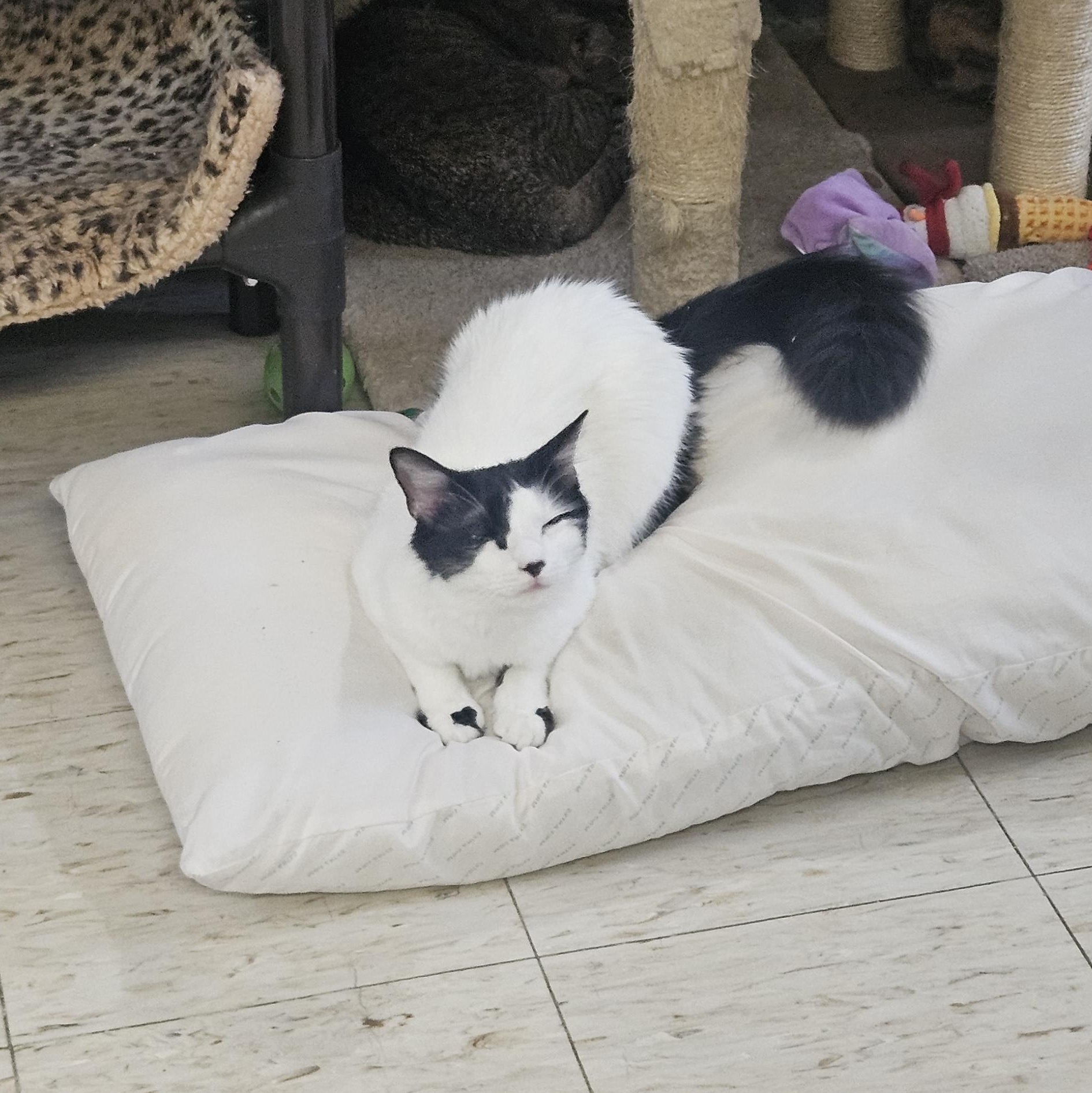 Lavigne, a ADOPTABLE Domestic Medium Hair in Melbourne, FL image 1/4