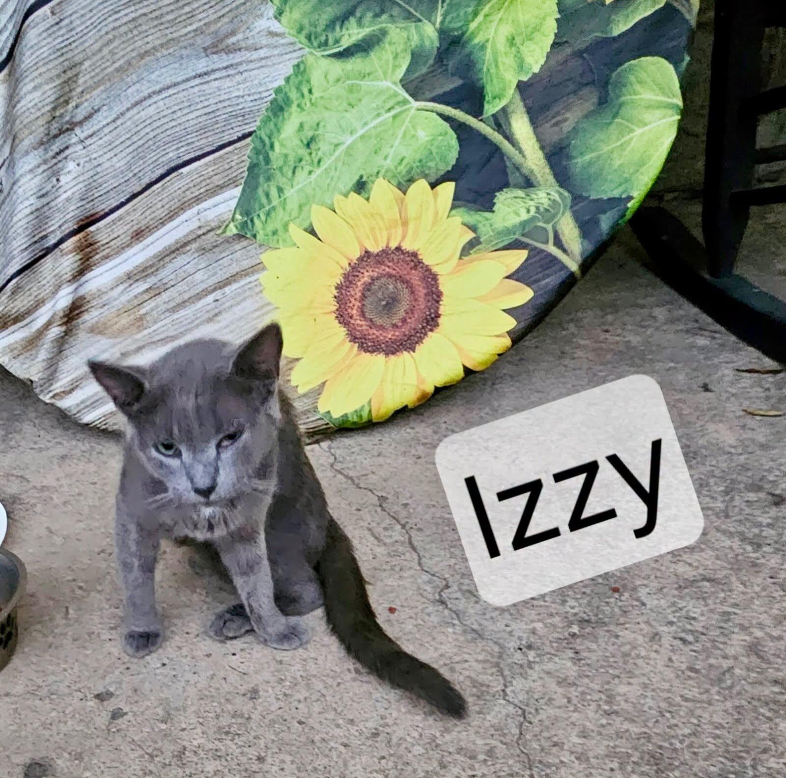 Izzy, Adoptable, Adult Female Tabby & American Shorthair.