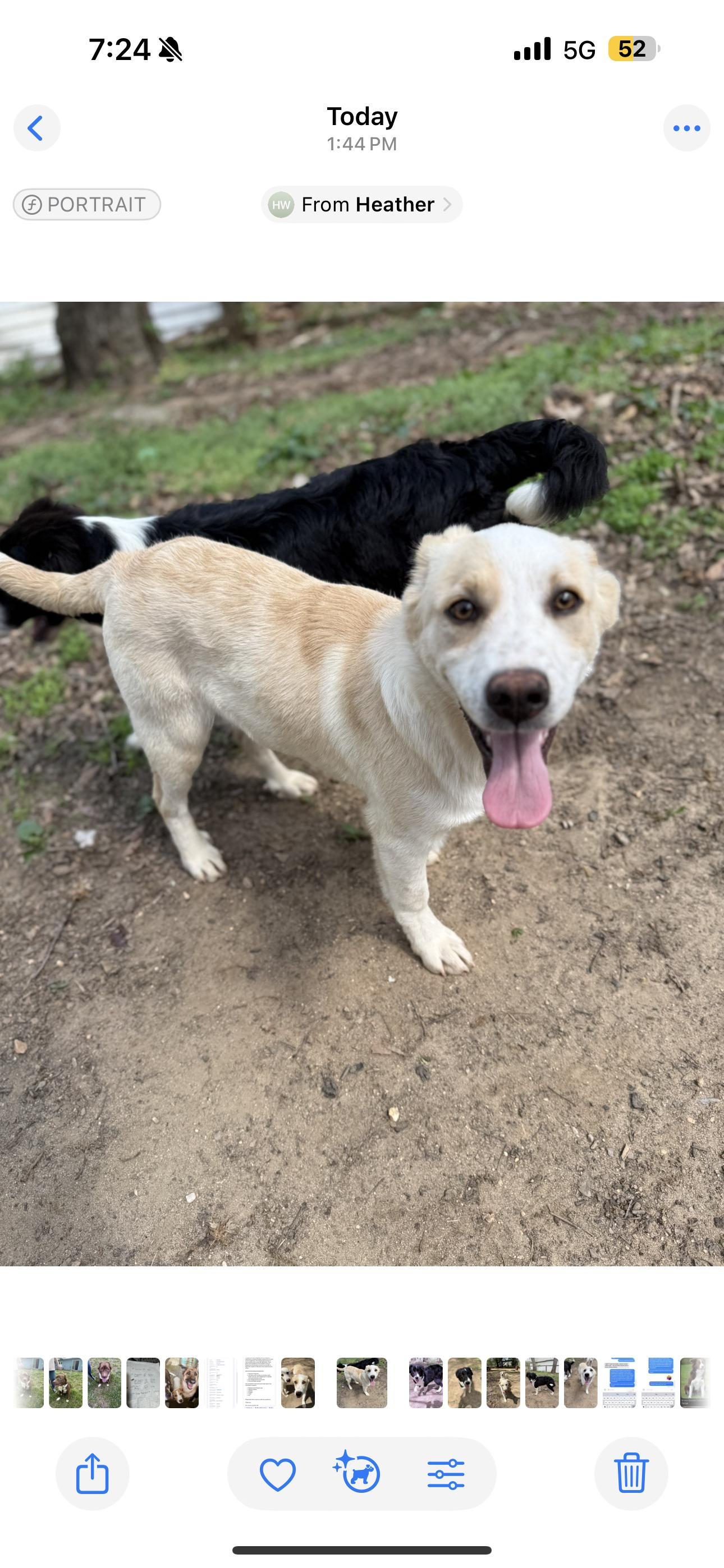 Banjo, adoptable, Young Male Australian Shepherd.