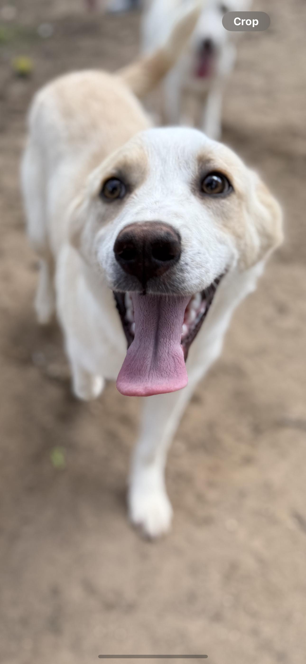 Enlarge Banjo, an adoptable mixed breed in Oxford, GA image 2/2
