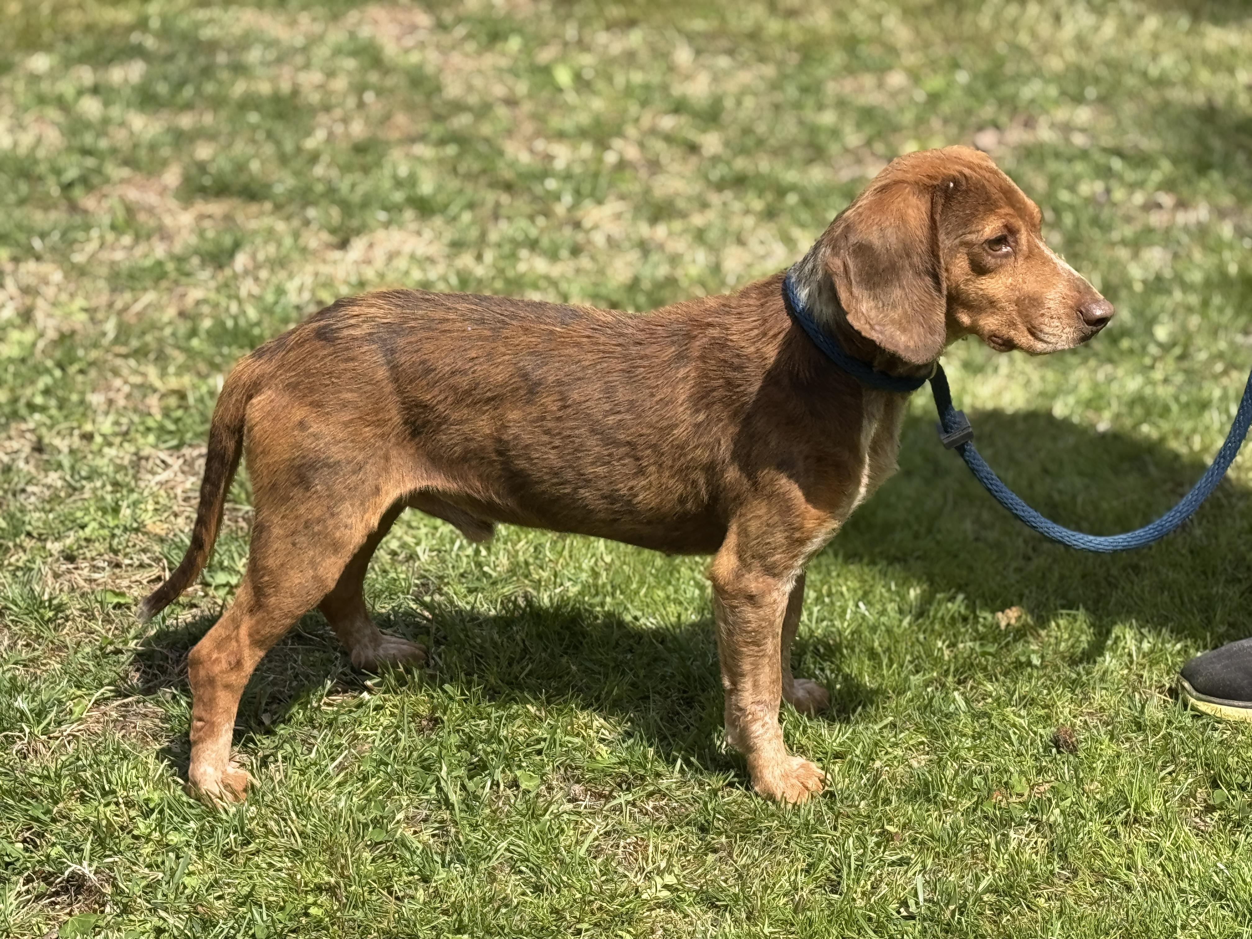 Enlarge Bowen, a ADOPTABLE Beagle in Richmond, VA image 2/6