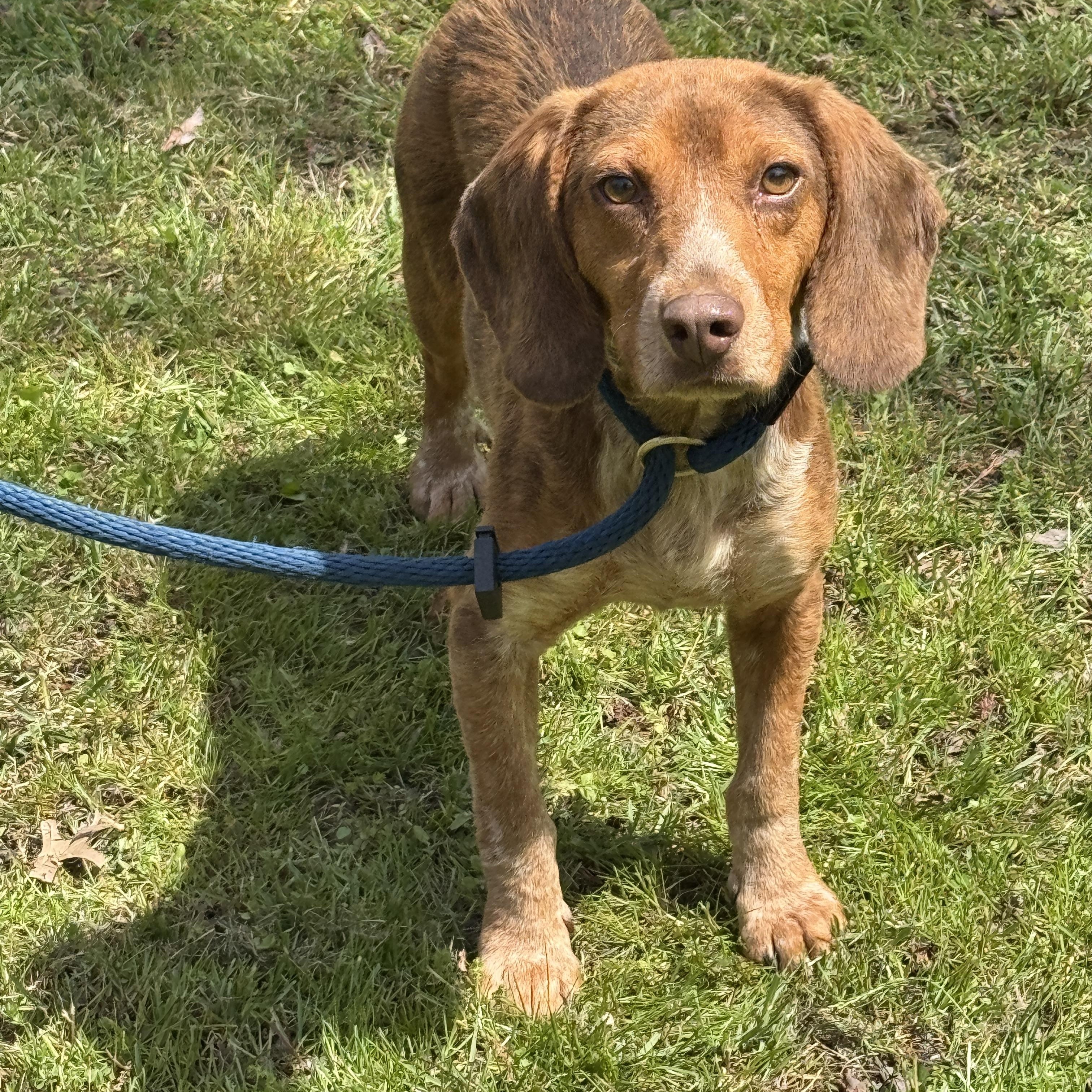 Enlarge Bowen, a ADOPTABLE Beagle in Richmond, VA image 4/6