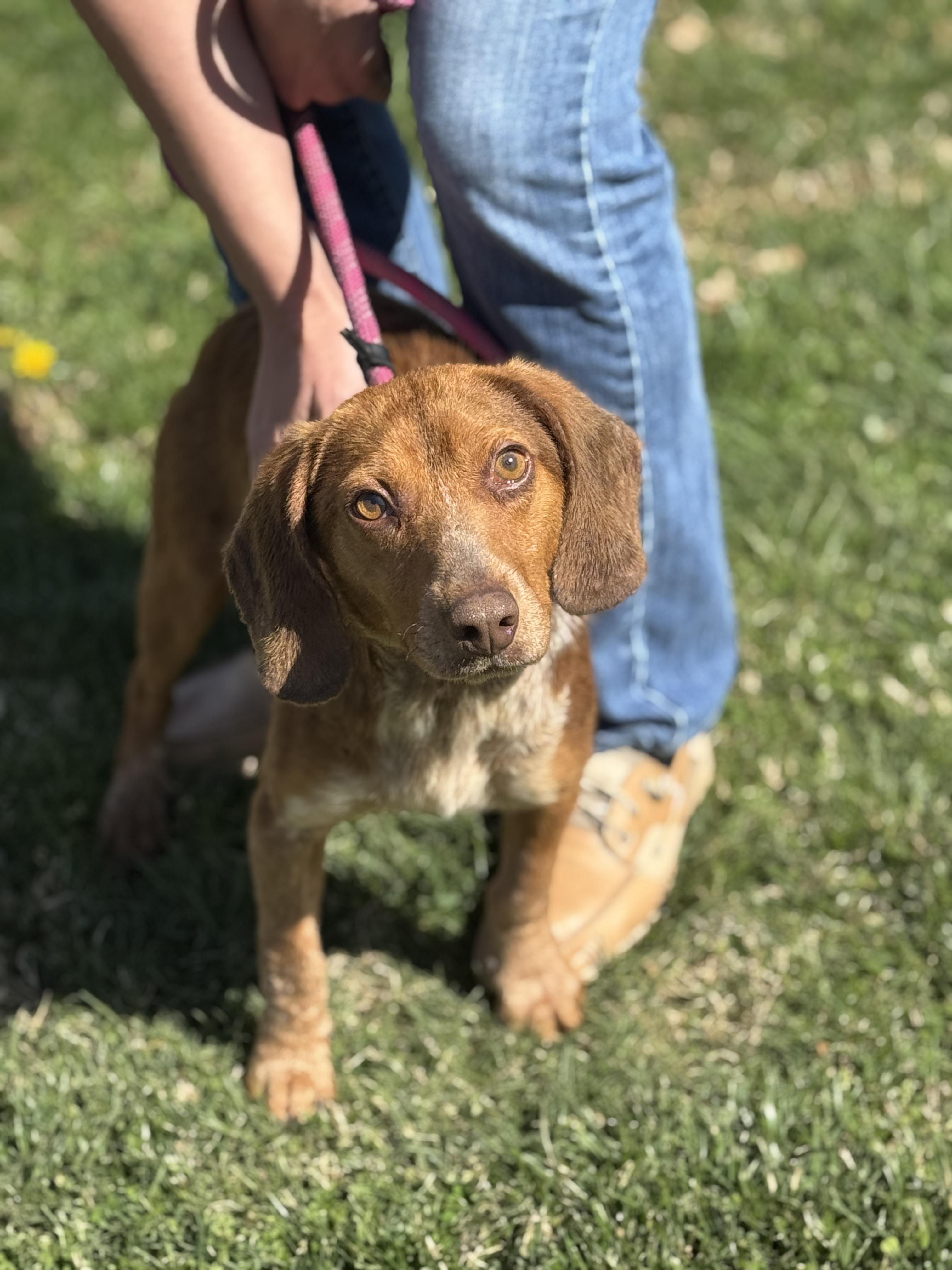 Enlarge Bowen, a ADOPTABLE Beagle in Richmond, VA image 6/6