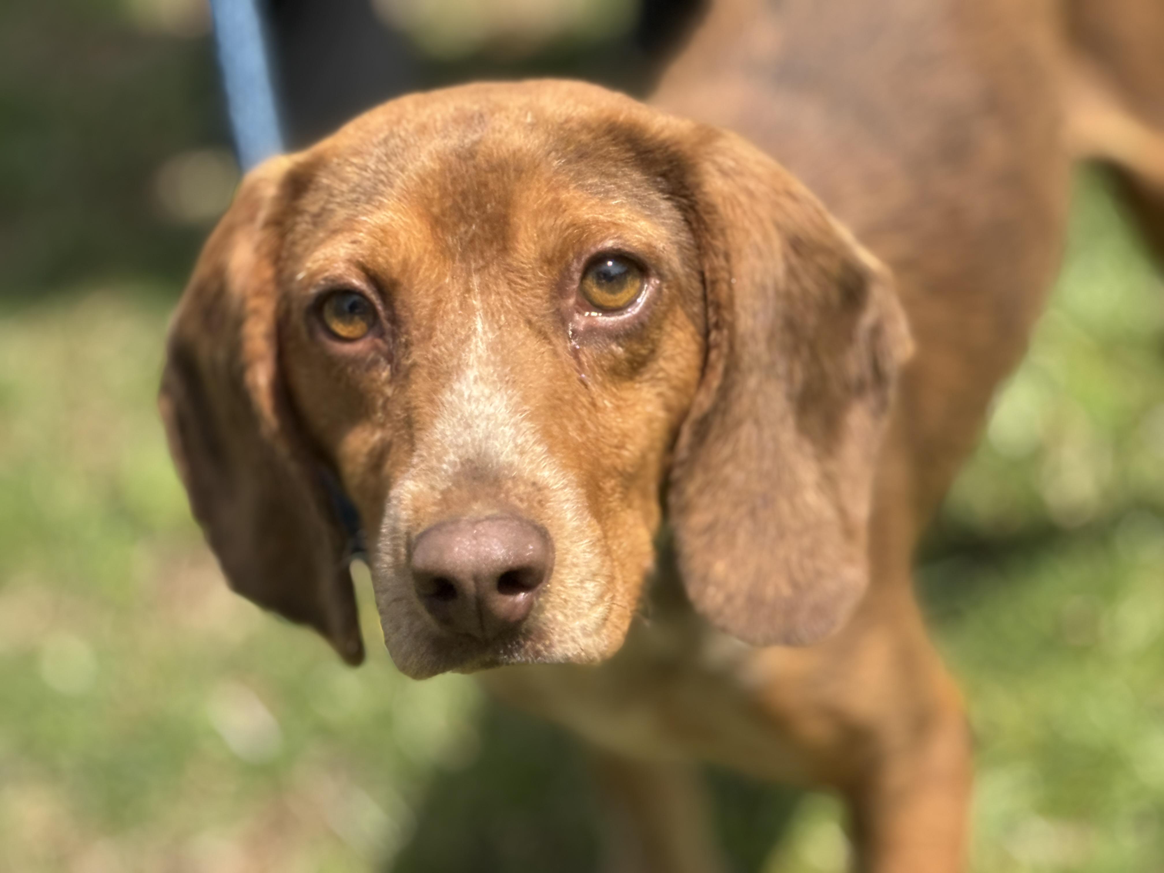Enlarge Bowen, a ADOPTABLE Beagle in Richmond, VA image 1/6