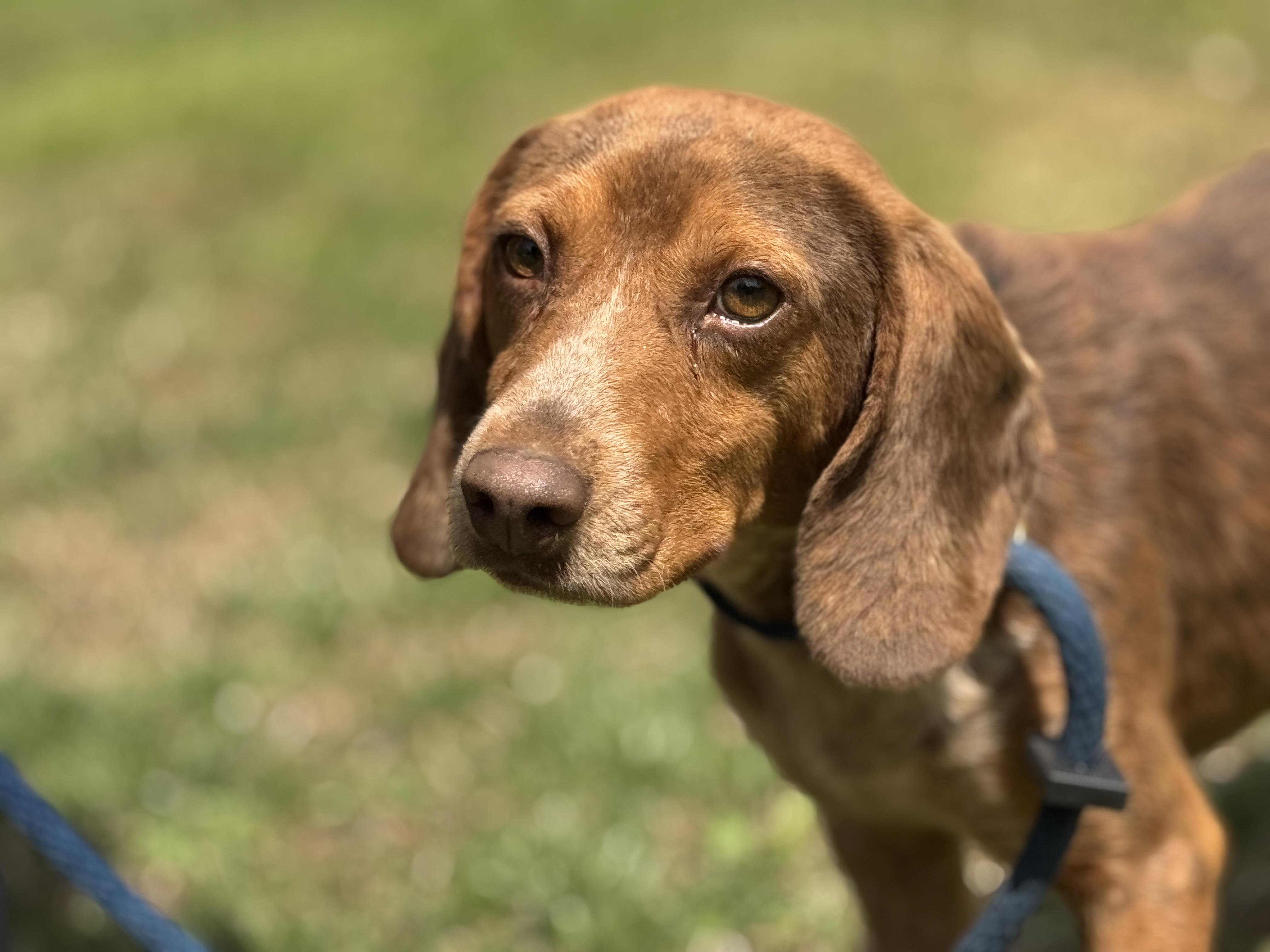 Enlarge Bowen, a ADOPTABLE Beagle in Richmond, VA image 3/6