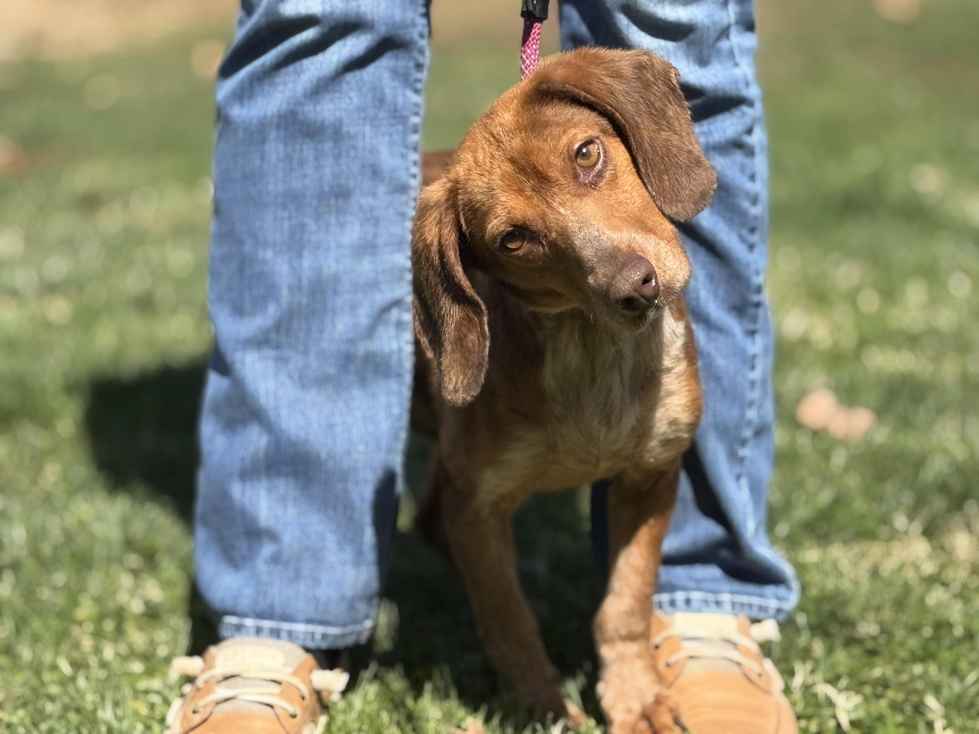 Enlarge Bowen, a ADOPTABLE Beagle in Richmond, VA image 5/6