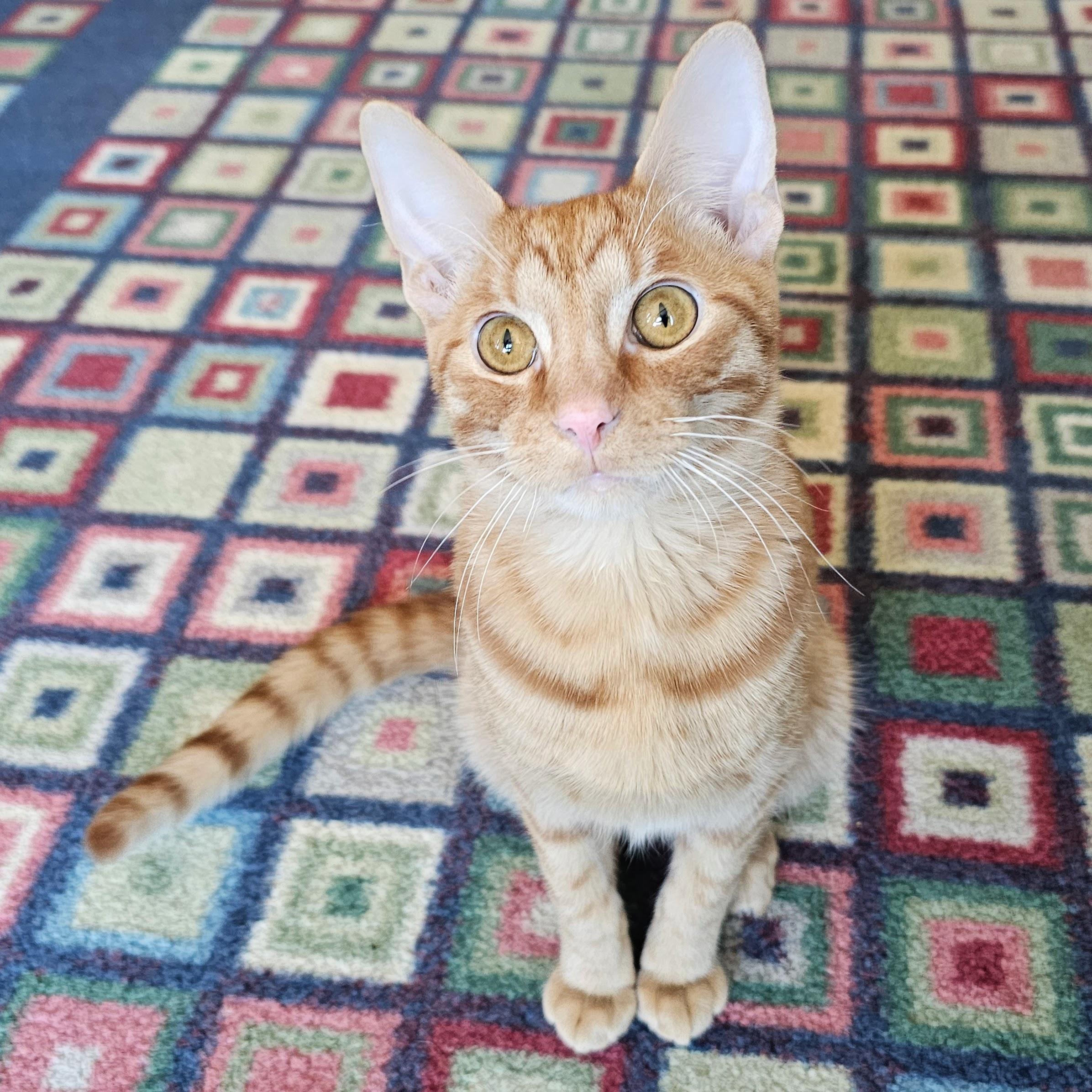 Ollie