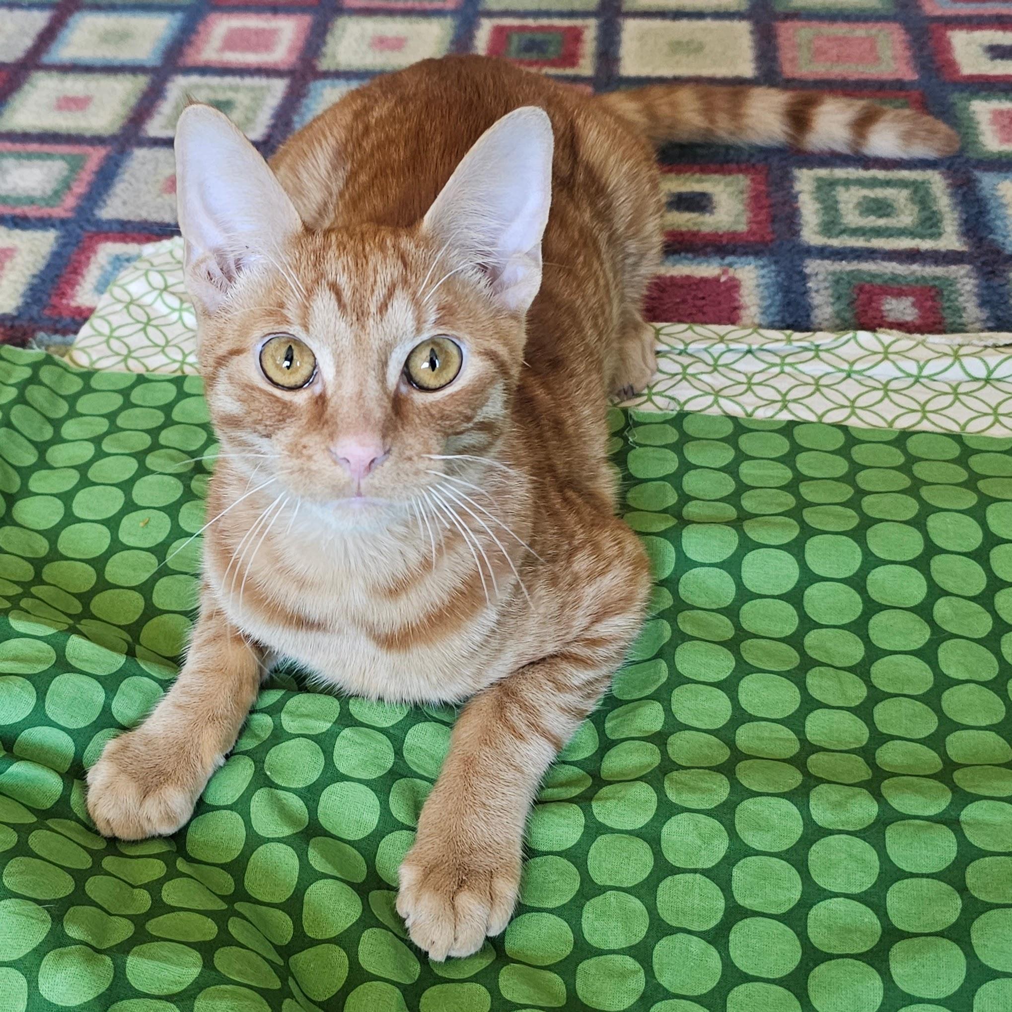 Ollie
