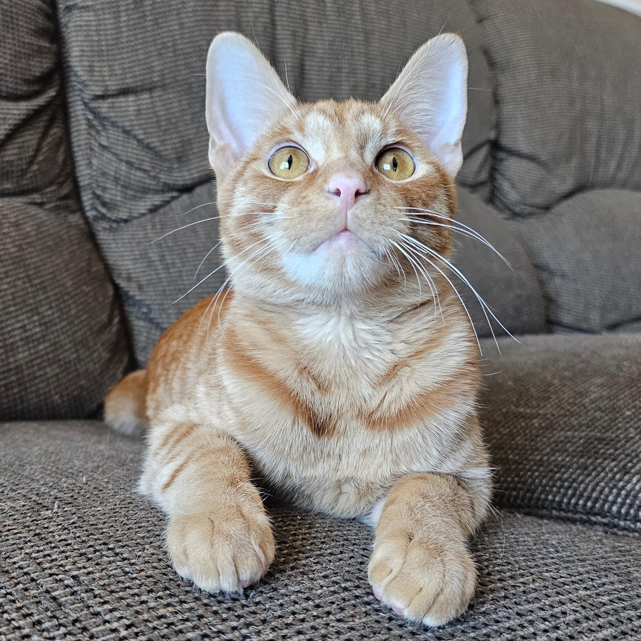 Ollie