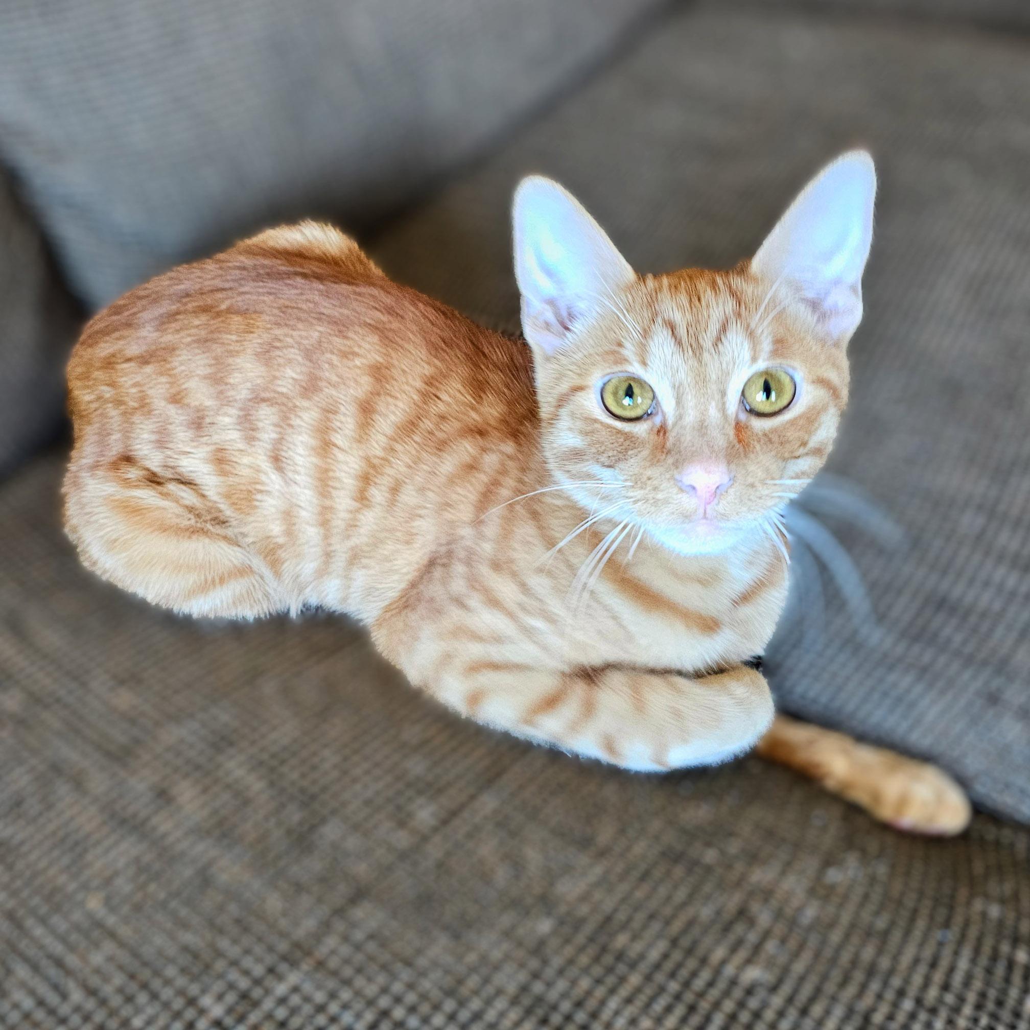 Ollie