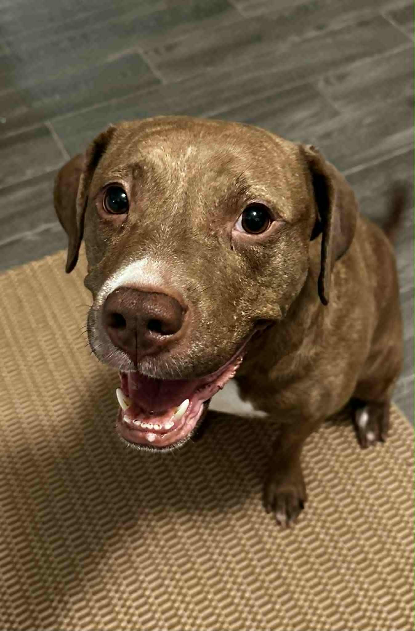 Enlarge Trinity, a Adoptable Labrador Retriever in Ball Ground, GA image 3/3