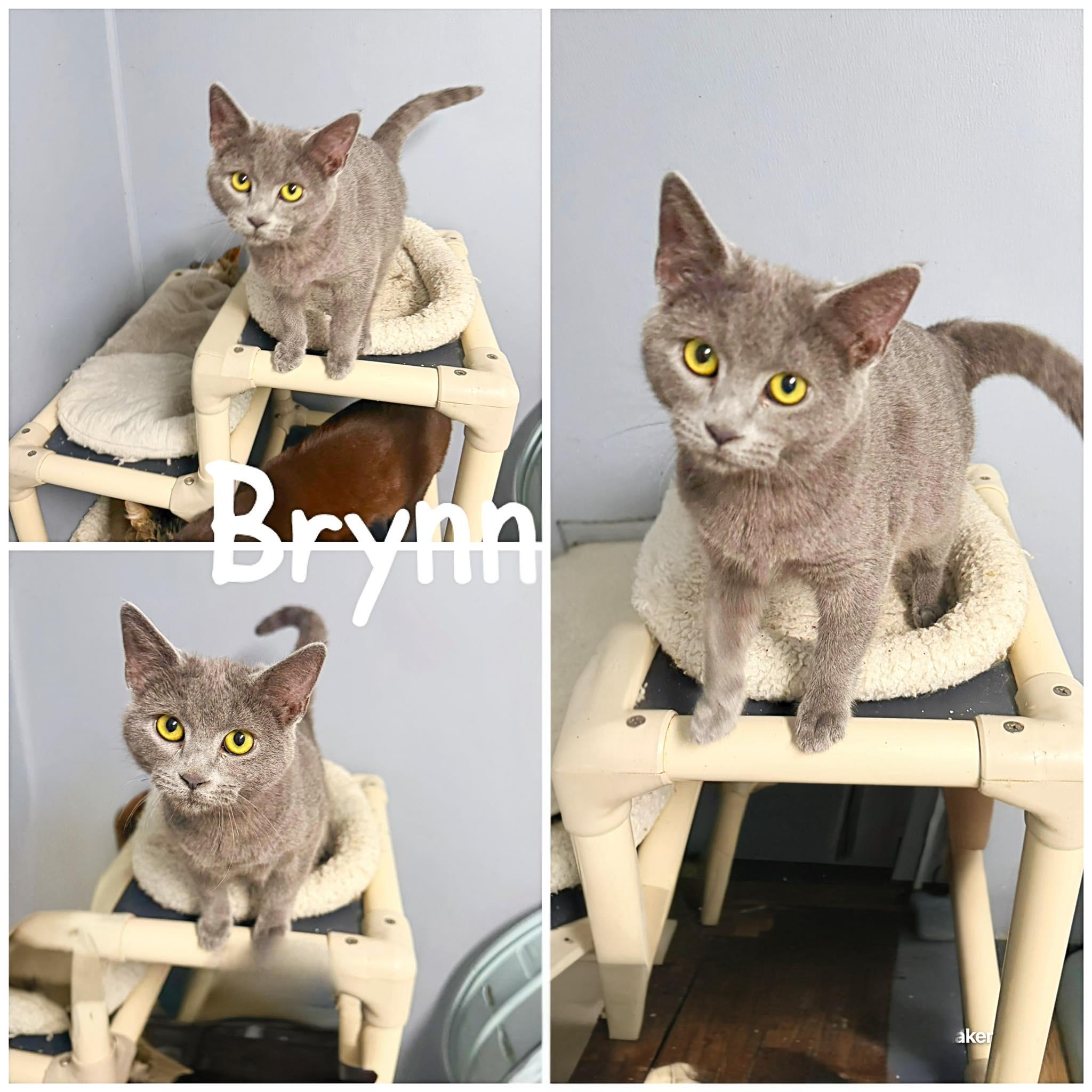 Brynn, ADOPTABLE, Young Female Domestic Short Hair.