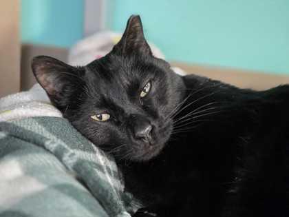 Vlad-a-meow, Adoptable, Senior Male Domestic Short Hair.
