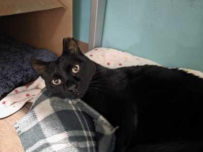 Enlarge Vlad-a-meow, a Adoptable Domestic Short Hair in Boulder, CO image 3/3