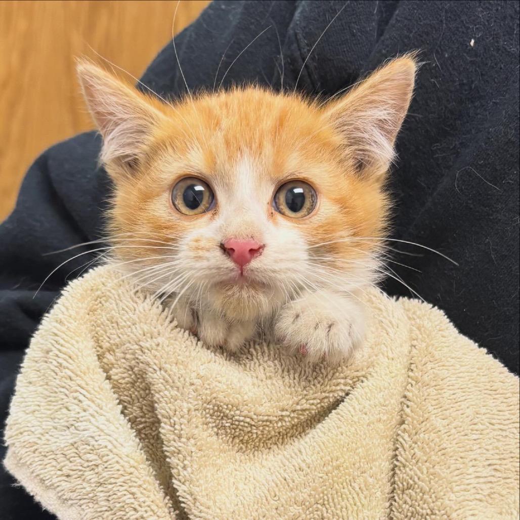 Peter, Adoptable, Kitten Male Domestic Medium Hair.