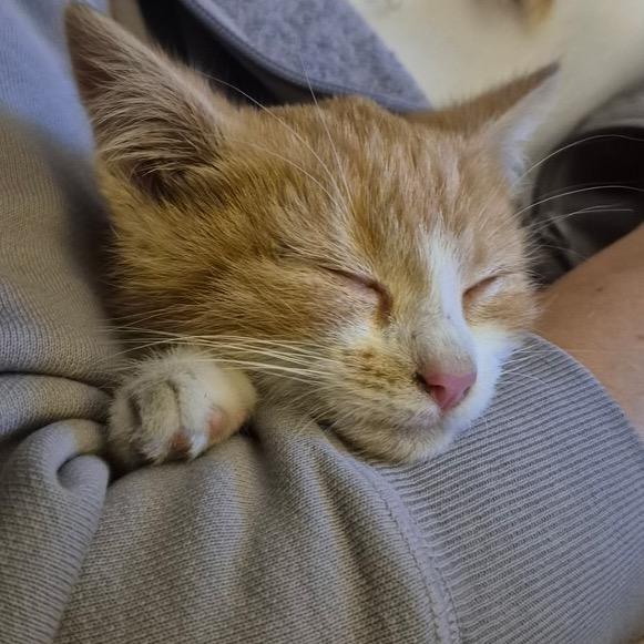 Enlarge Peter, a Adoptable Domestic Medium Hair in Commerce City, CO image 2/6