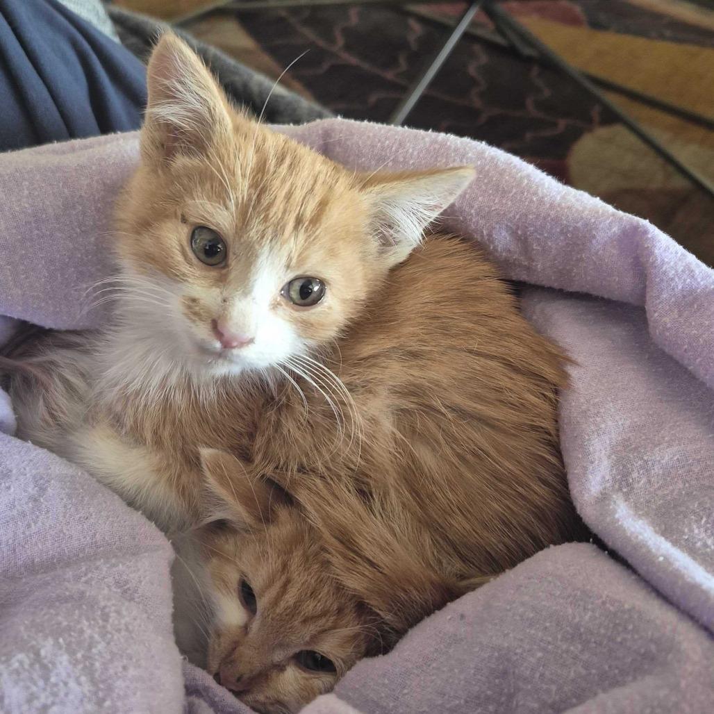 Enlarge Peter, a Adoptable Domestic Medium Hair in Commerce City, CO image 3/6
