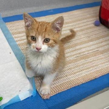 Enlarge Peter, a Adoptable Domestic Medium Hair in Commerce City, CO image 4/6