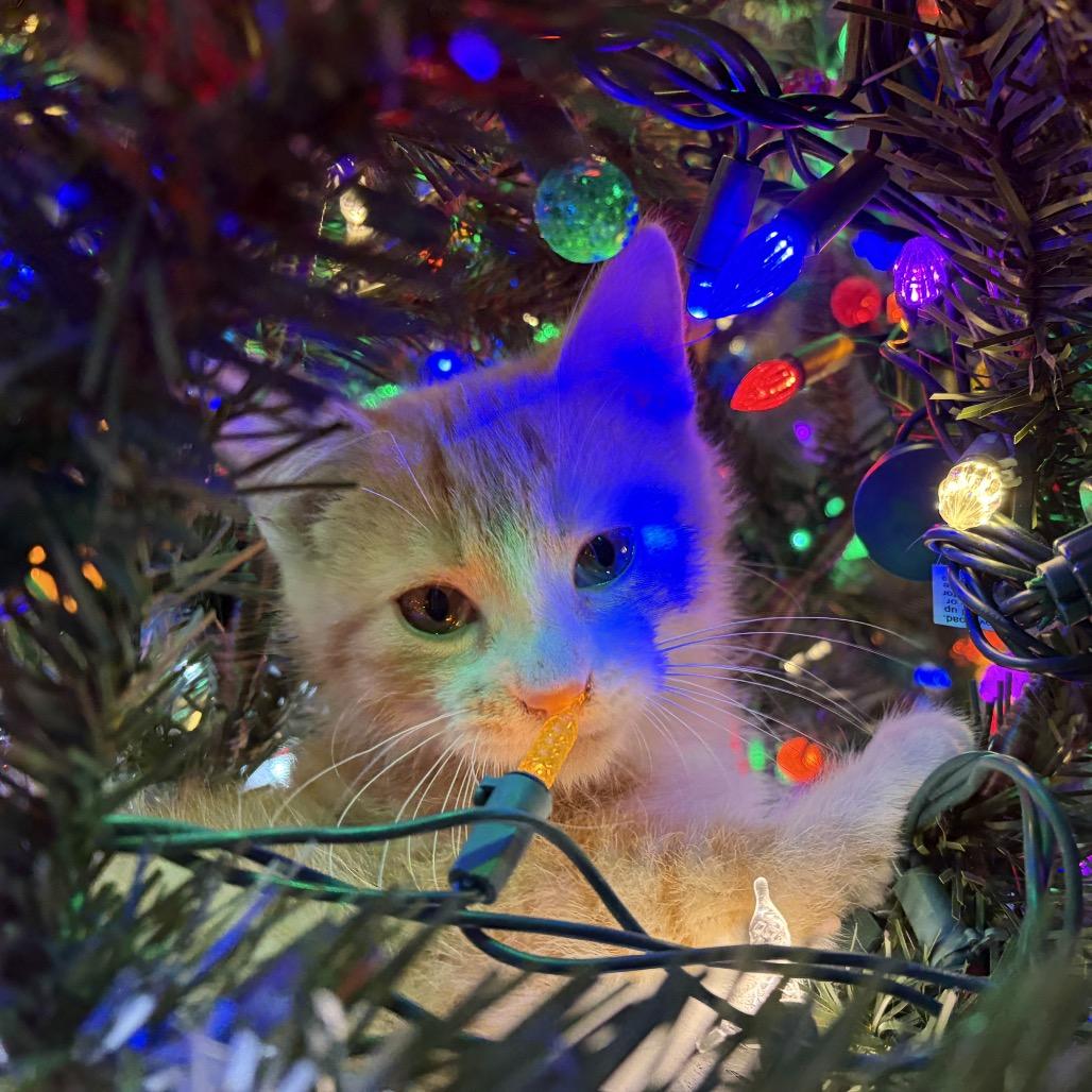 Enlarge Peter, a Adoptable Domestic Medium Hair in Commerce City, CO image 5/6