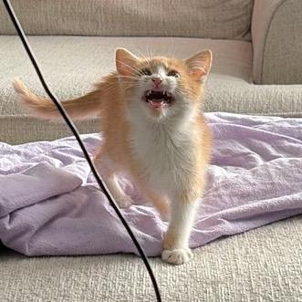 Enlarge Peter, a Adoptable Domestic Medium Hair in Commerce City, CO image 6/6