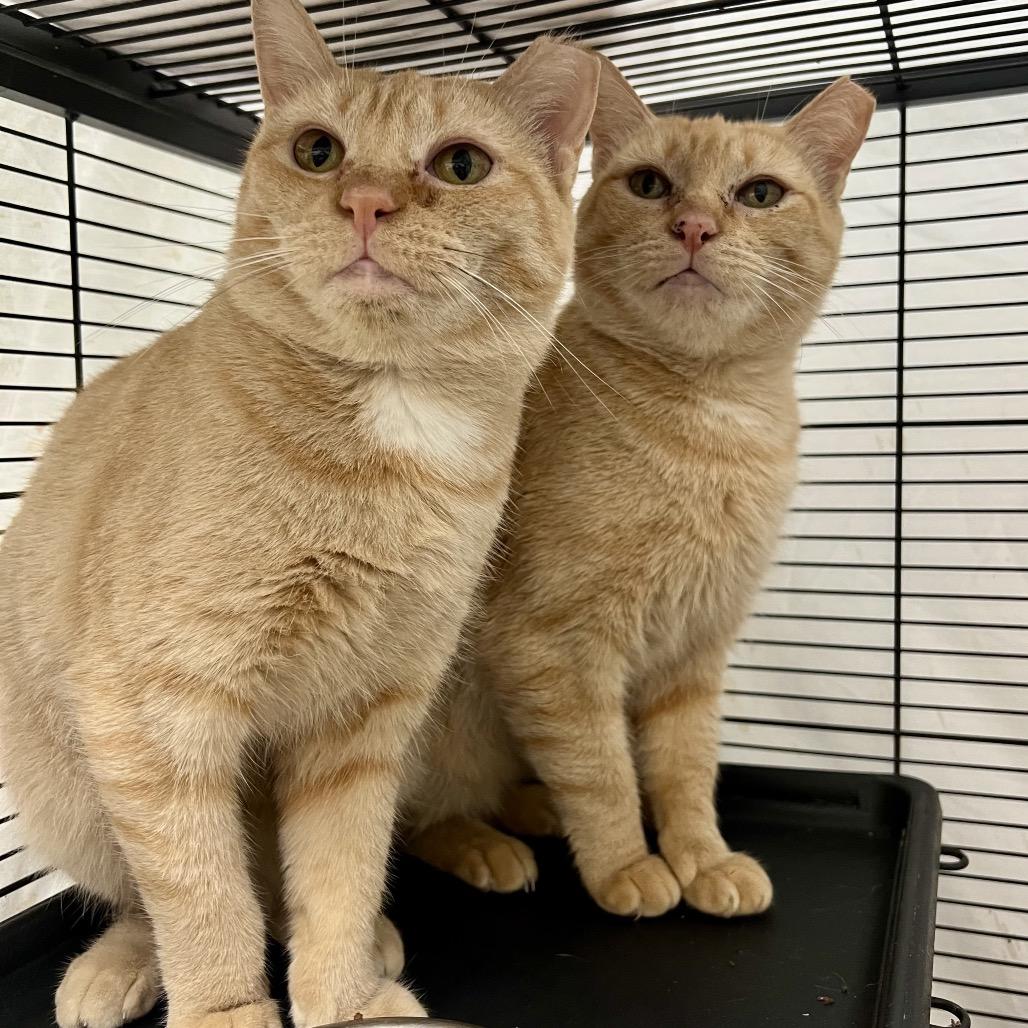 Enlarge Beezus (and Ramona), a Adoptable Domestic Short Hair in Mount Laurel, NJ image 1/6