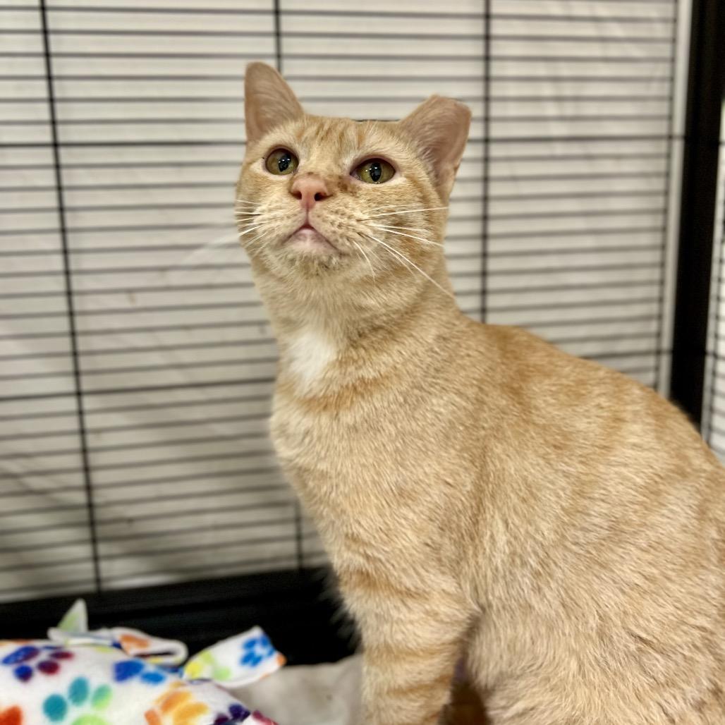 Enlarge Beezus (and Ramona), a Adoptable Domestic Short Hair in Mount Laurel, NJ image 4/6