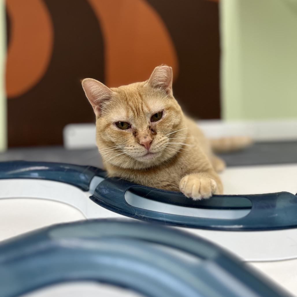 Enlarge Beezus (and Ramona), a Adoptable Domestic Short Hair in Mount Laurel, NJ image 5/6