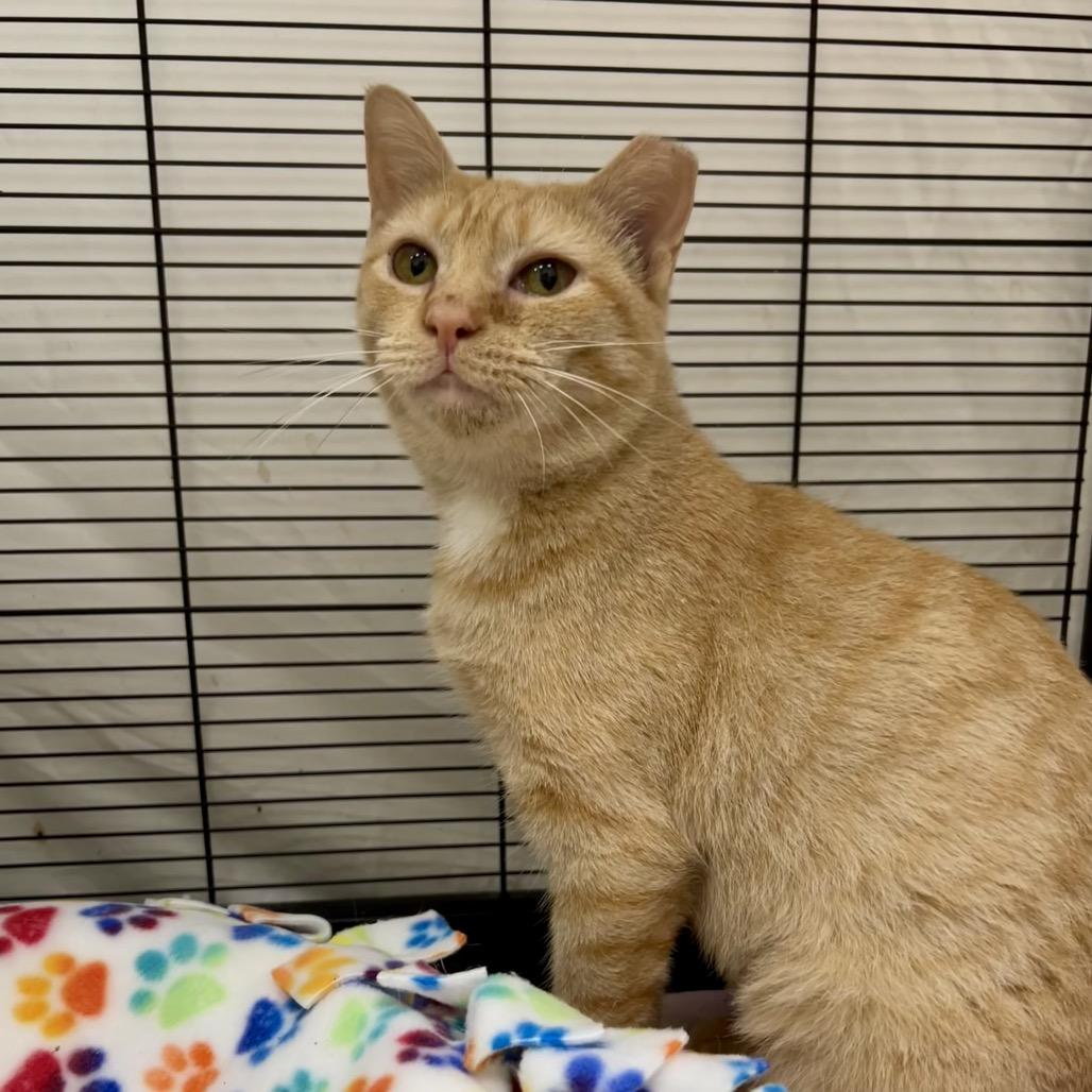 Enlarge Beezus (and Ramona), a Adoptable Domestic Short Hair in Mount Laurel, NJ image 6/6