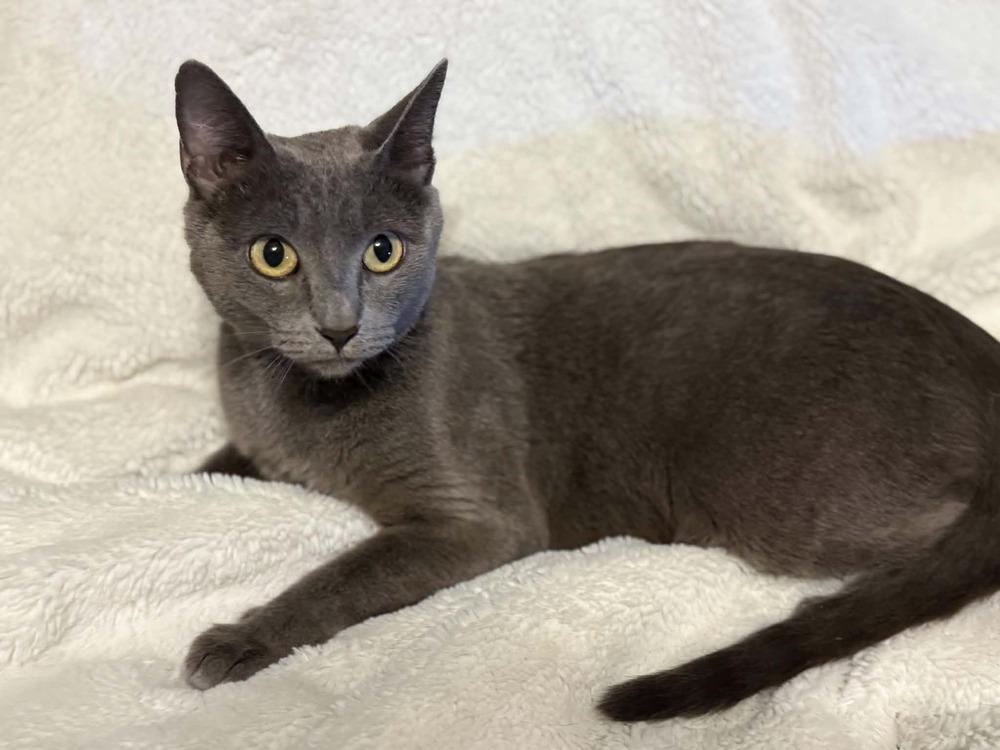 Aurora 3, Adoptable, Young Female Domestic Short Hair.