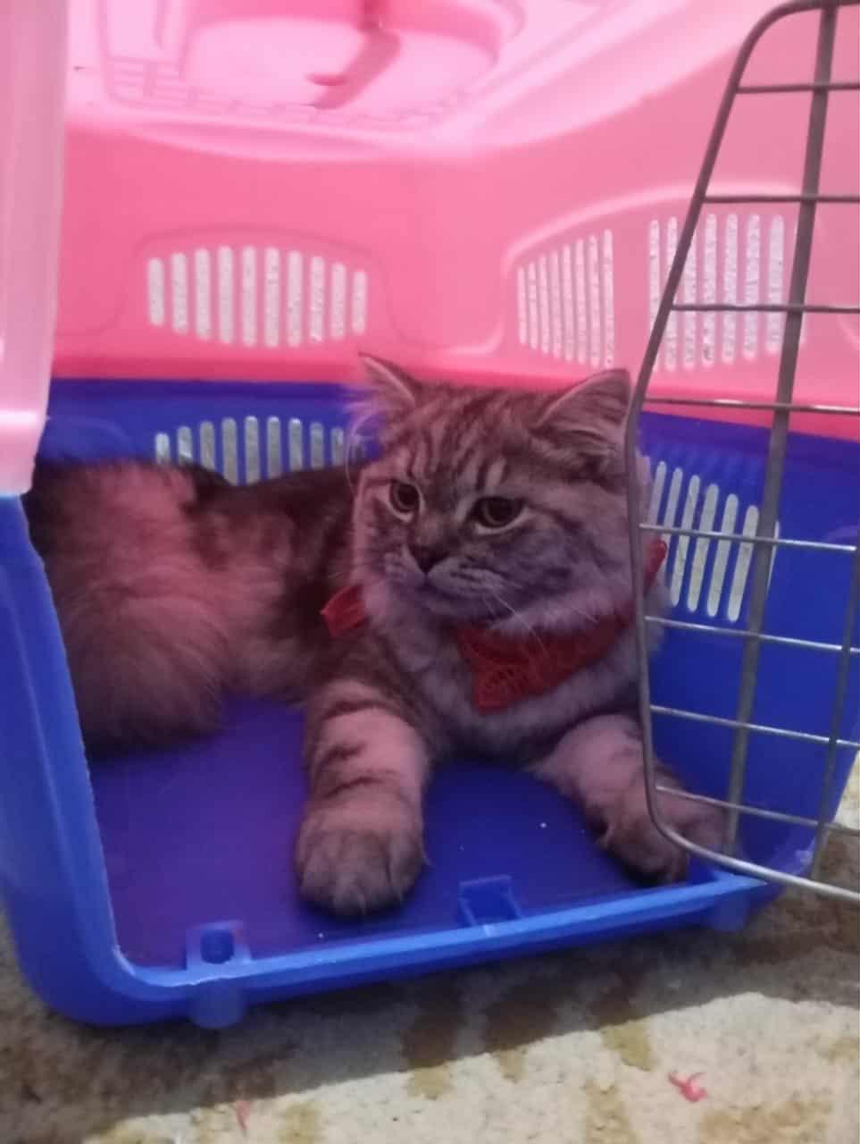 Julien, an adoptable British Longhair, Persian in Brampton, ON, L6P 2E9 | Photo Image 3