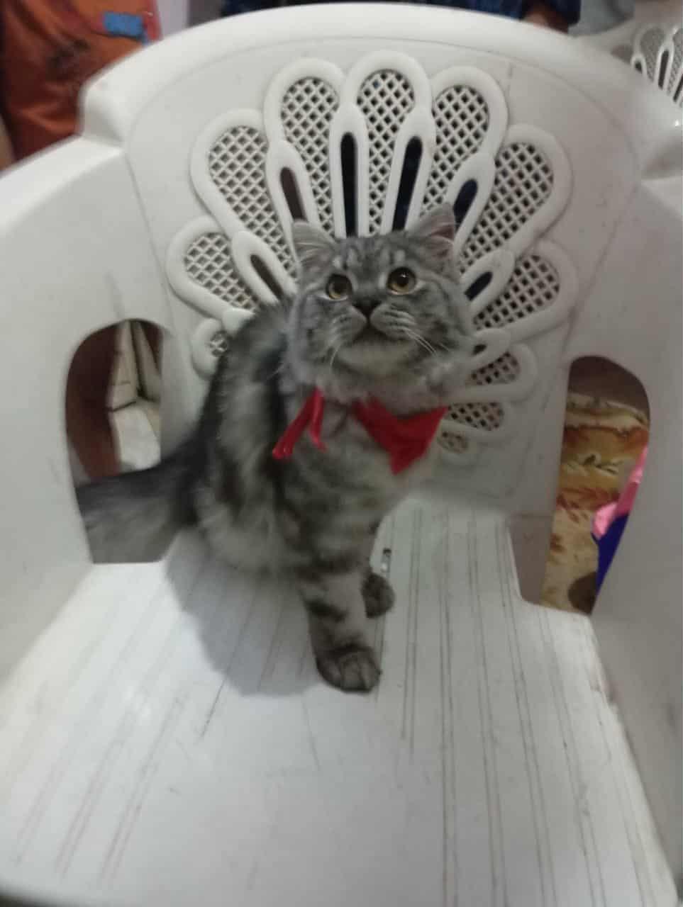 Julien, an adoptable British Longhair, Persian in Brampton, ON, L6P 2E9 | Photo Image 2