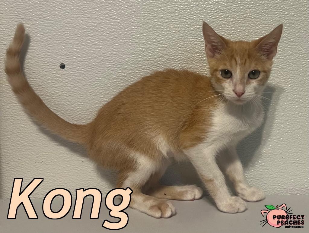 Enlarge Kong, a Adoptable mixed breed in Douglasville, GA image 1/1