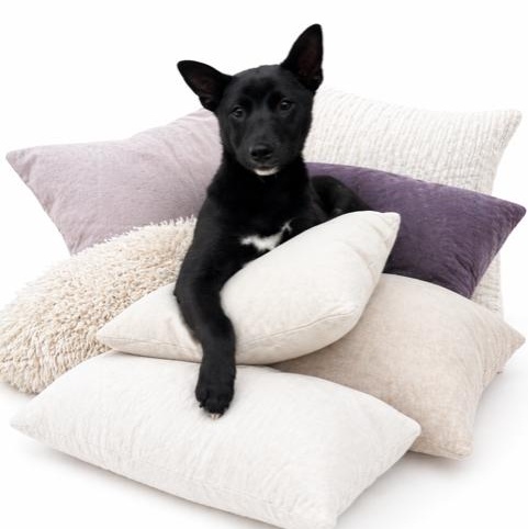 Onyx, ADOPTABLE, Puppy Female Shiba Inu.