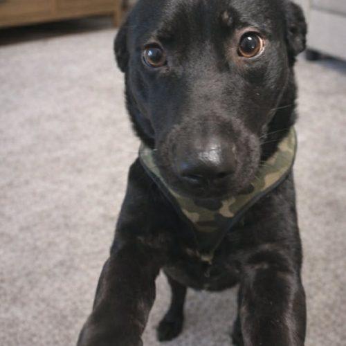 Jett, a Adoptable mixed breed in Verona, NJ image 1/3