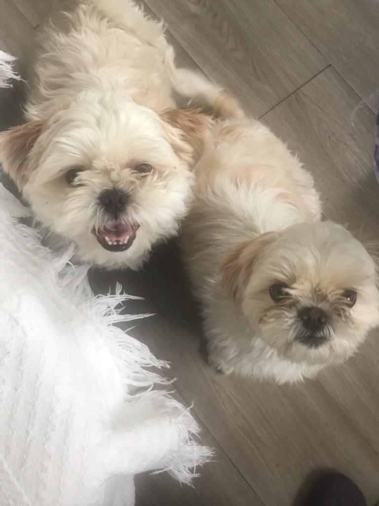 Jecey bonded with Bruce, Adopted, Young Female Shih Tzu.
