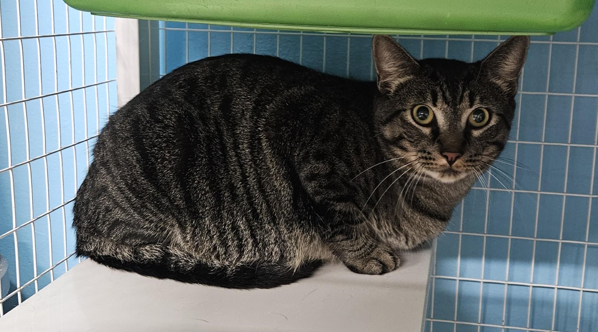 Whimsey, ADOPTABLE, Adult Male Domestic Medium Hair.
