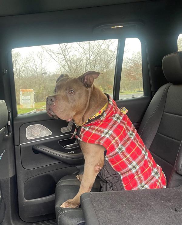 Thurston Howell Ill, Adoptable, Senior Male Pit Bull Terrier.