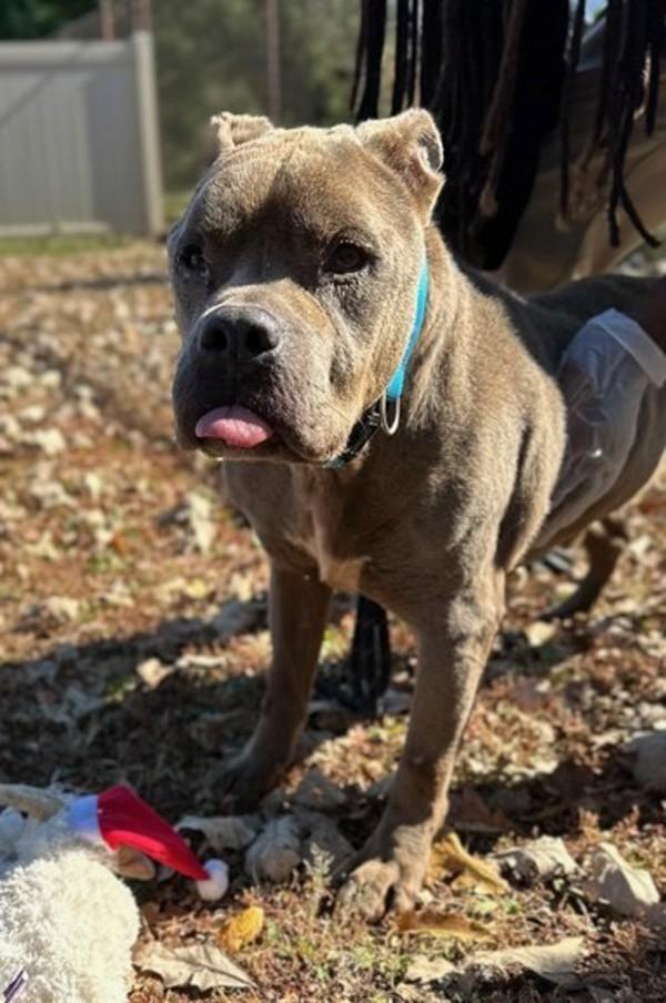 Thurston Howell Ill thumbnail 4