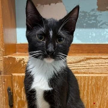 Tanner, Adopted, Kitten Male Domestic Short Hair.