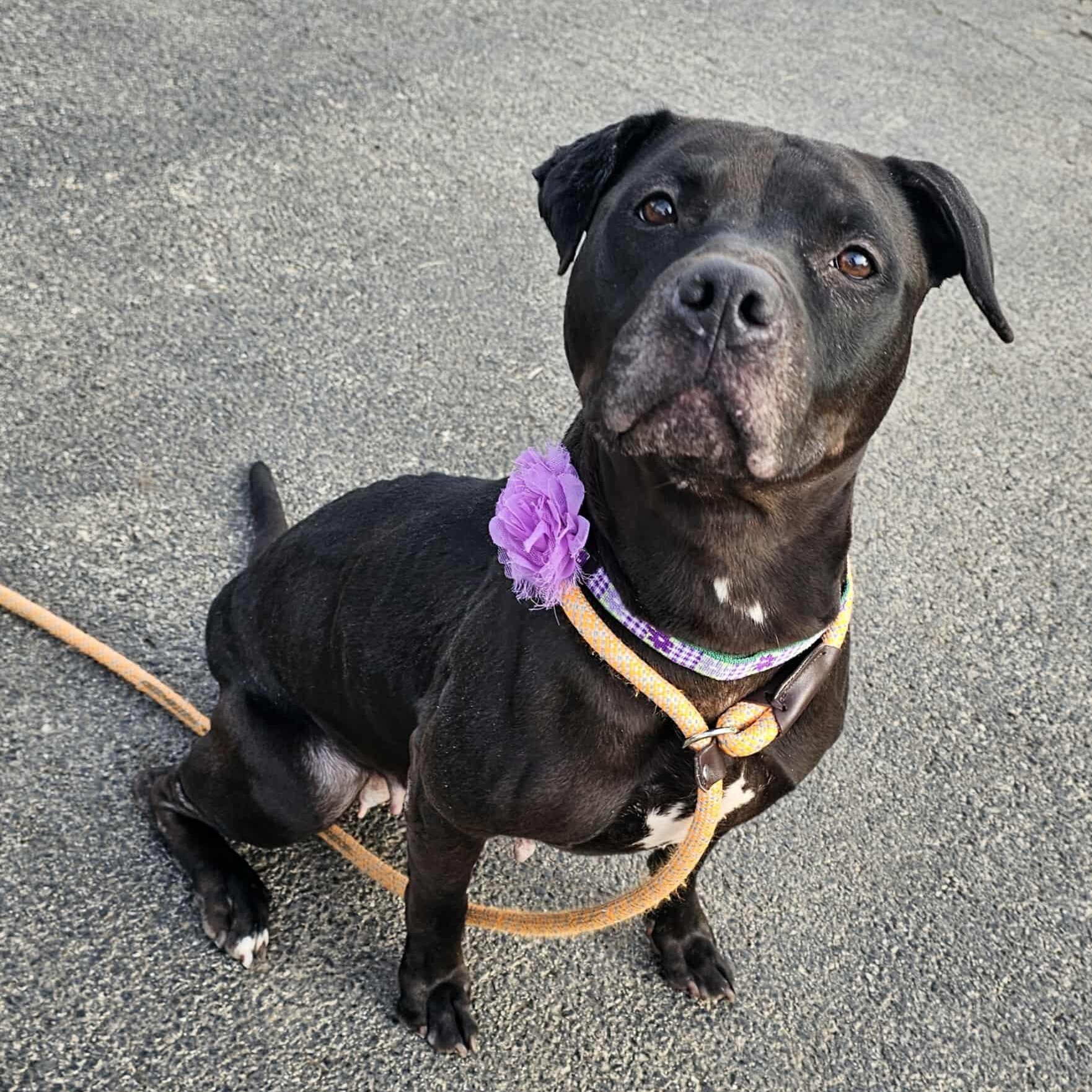 Dusse~ lived w dogs & cats, Adoptable, Adult Female Mixed Breed.