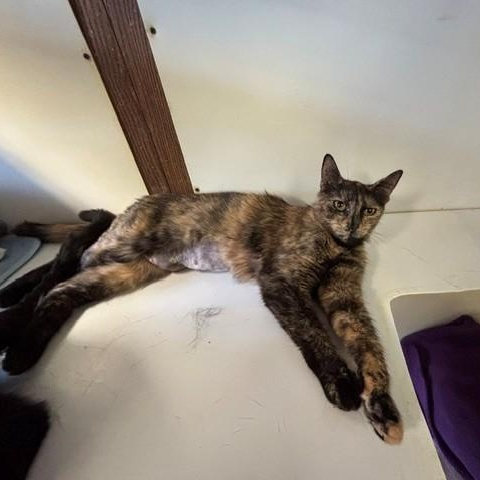 Enlarge Shelly, a Adoptable Domestic Short Hair in Braintree, MA image 3/3