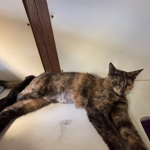 Shelly, Adoptable, Adult Female Domestic Short Hair.