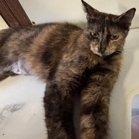 Enlarge Shelly, a Adoptable Domestic Short Hair in Braintree, MA image 2/3