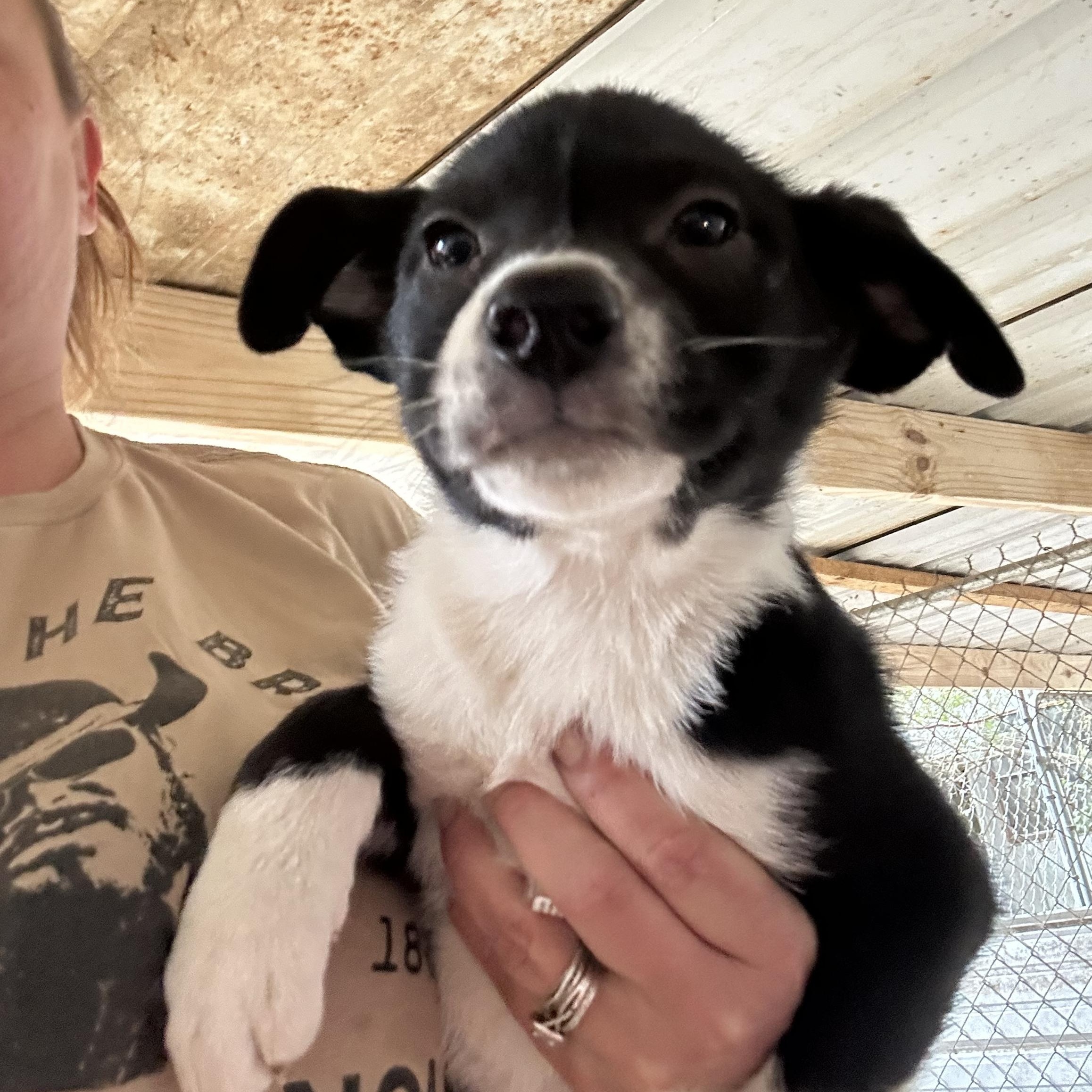 Ginger, ADOPTABLE, Young Female Border Collie.