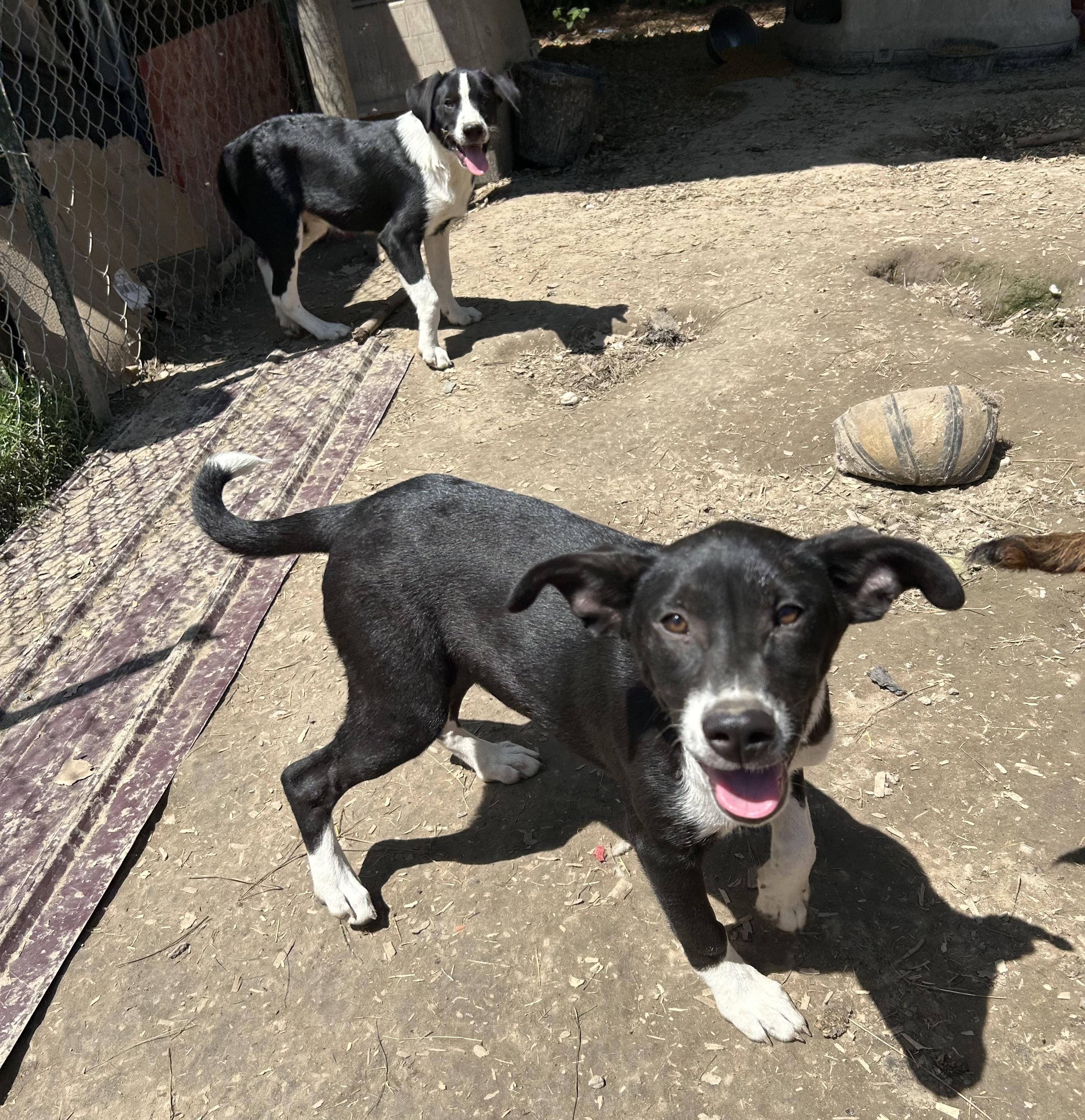 Ginger, a ADOPTABLE mixed breed in Pine Bluff, AR image 5/5
