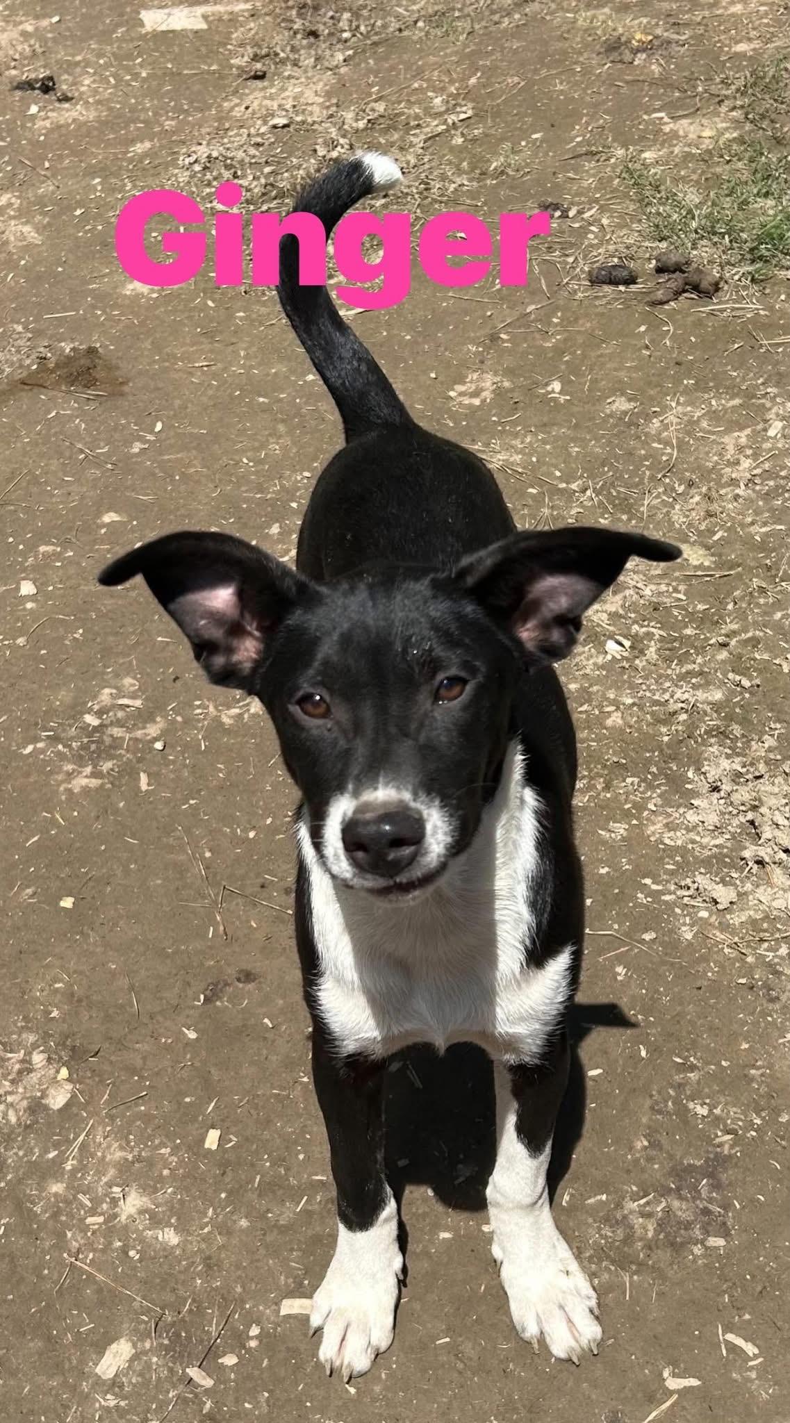 Ginger, a ADOPTABLE mixed breed in Pine Bluff, AR image 4/5