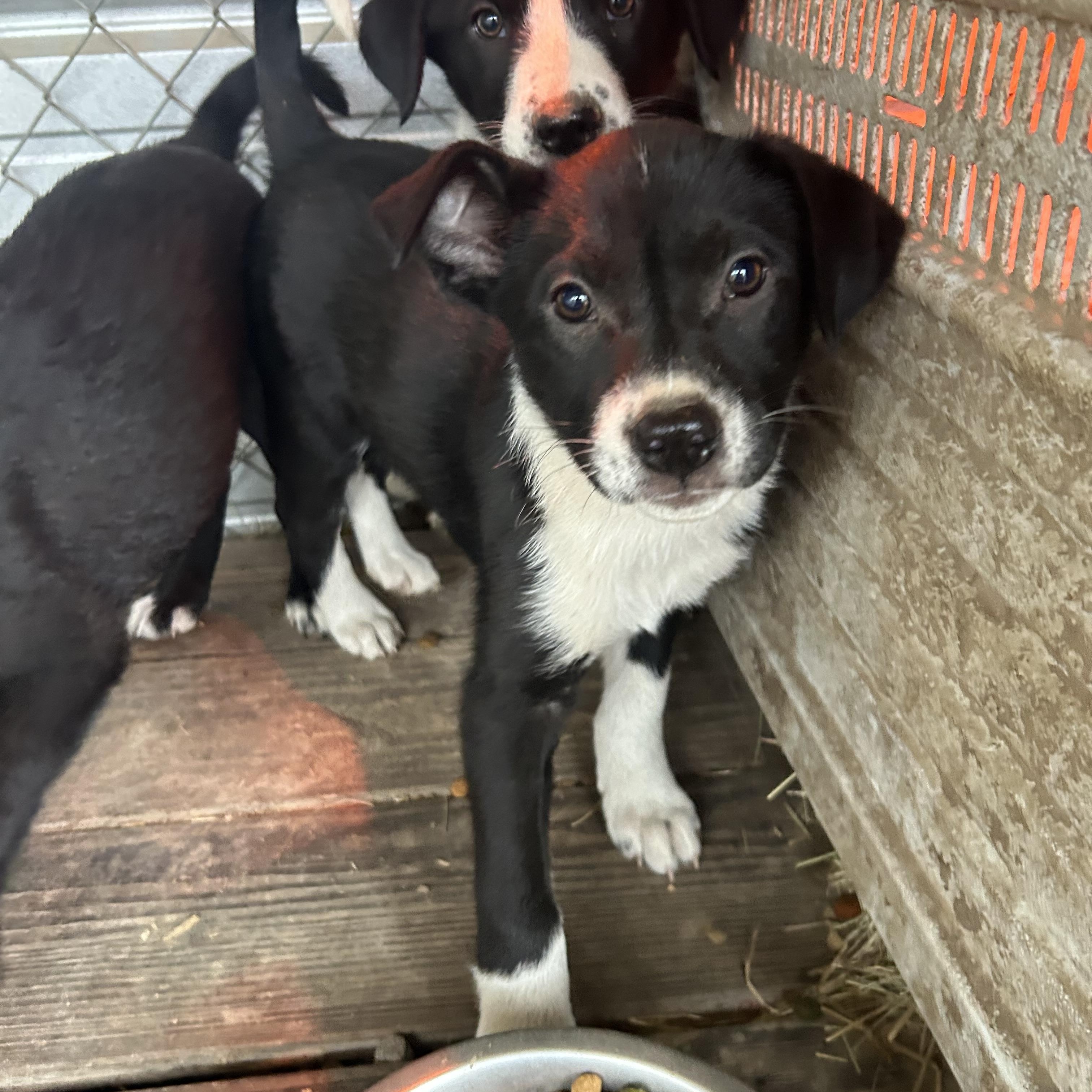 Ginger, a ADOPTABLE mixed breed in Pine Bluff, AR image 2/5