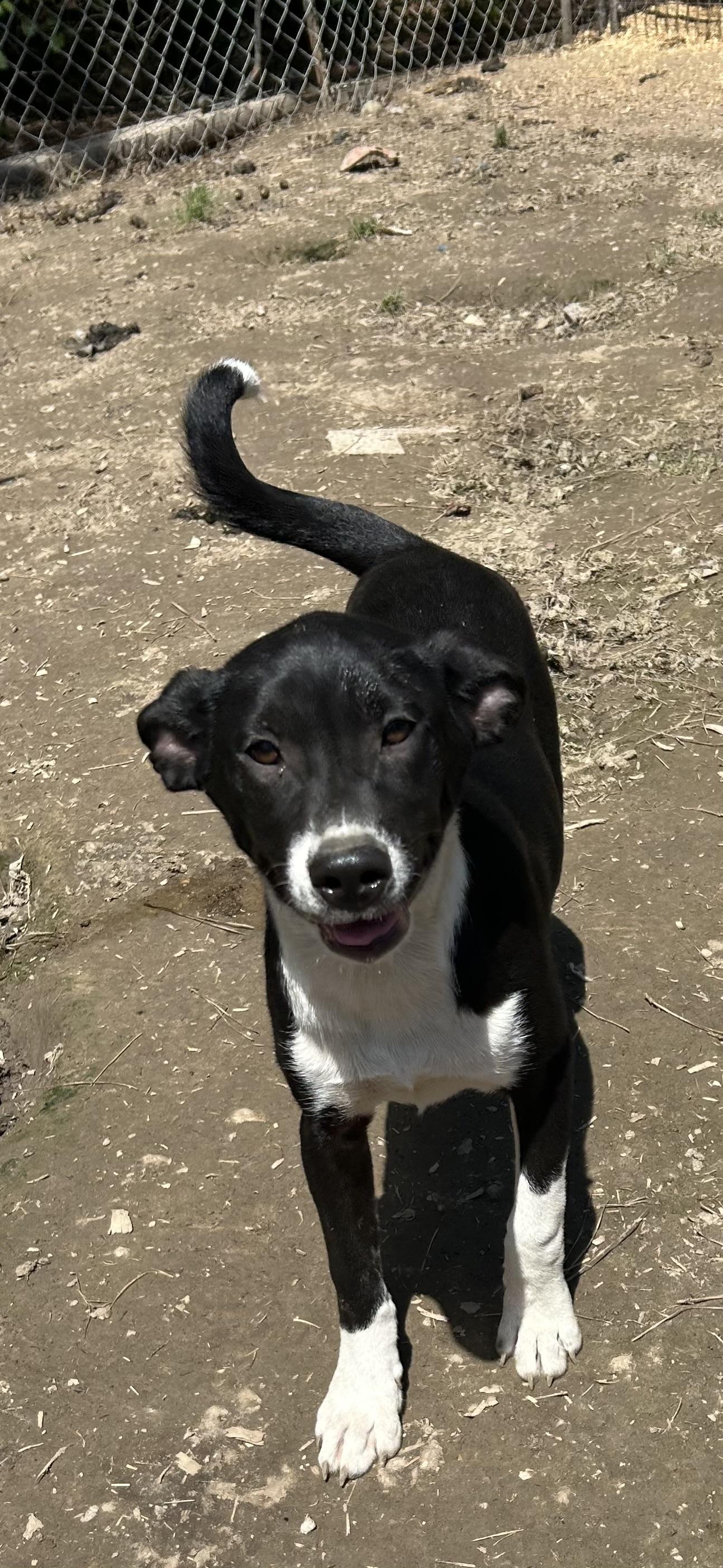 Ginger, a ADOPTABLE mixed breed in Pine Bluff, AR image 3/5