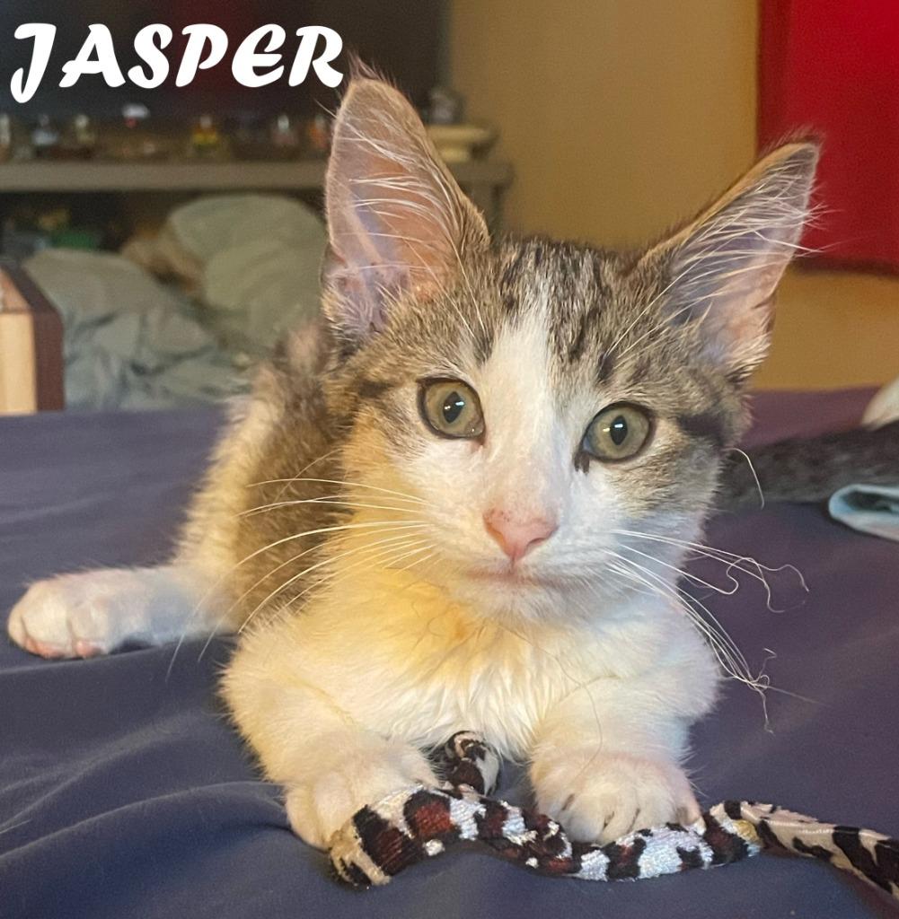 Jasper, Adoptable, Kitten Male Domestic Short Hair.