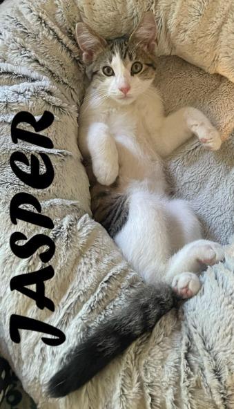 Jasper, a Adoptable mixed breed in Owatonna, MN image 2/6